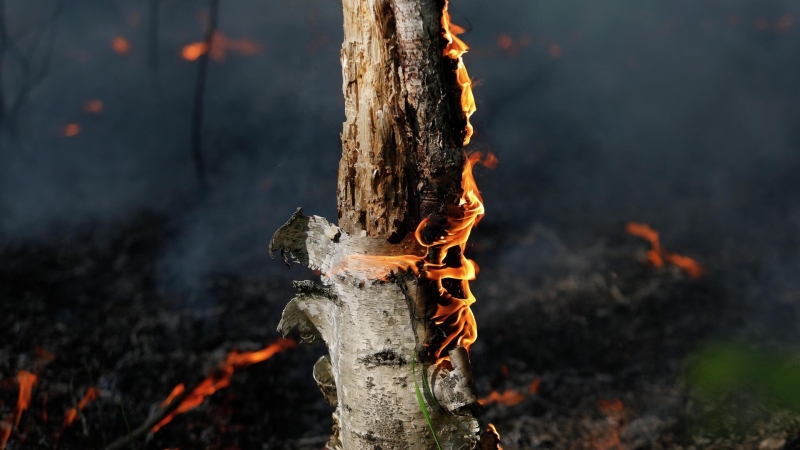 Площадь пожара в Астраханском заповеднике выросла до семи тысяч гектаров