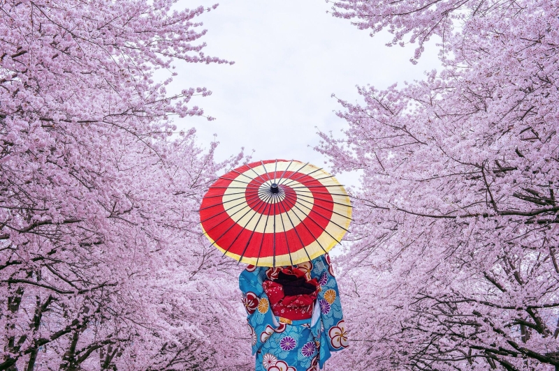 Цветение сакуры в Японии 3