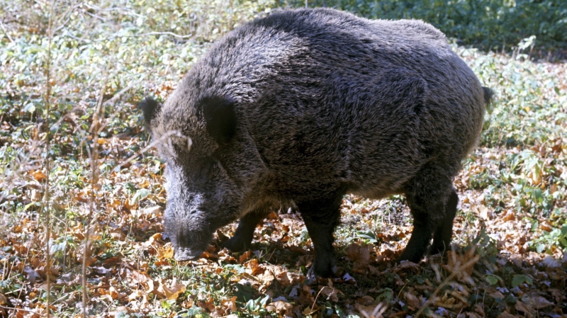 В Минусинском районе Красноярского края зафиксировали очаг африканской чумы свиней